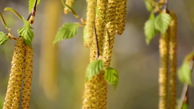 Branch of birch tree Betula pendula, with male and female catkins and green leaves