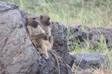Bärenpavian / Chacma Baboon / Papio ursinus.