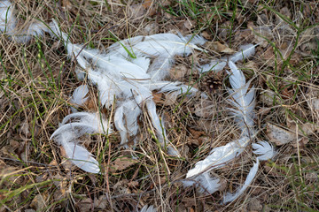 Feathers of forest birds on the grass in the forest. A place of tattered bird feathers.