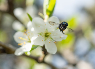 Blue Mason Bee hovering in front of a plum flower in an orchard (Osmia lignaria)