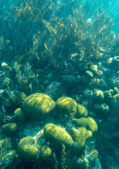 Glovers Reef