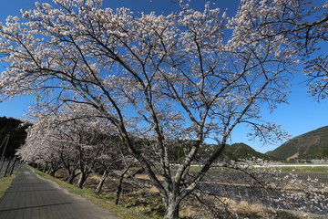 鮎河の千本桜