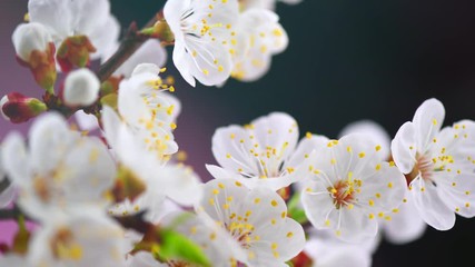 Spring flowers opening. Beautiful Spring Apricot tree blossom timelapse, extreme close up. Time lapse of Easter fresh pink blossoming apricot closeup. Blooming backdrop 4K UHD video