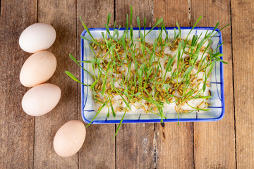 Eggs from hens on a wooden kitchen table. Fresh rye sprouts in a porcelain bowl.