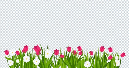 Daisies and tulips in green grass on transparent background