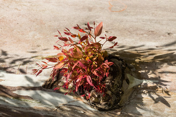 Spring is the beginning of a new bloom