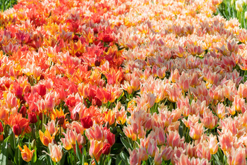 Patch of red and pink tulips in spring