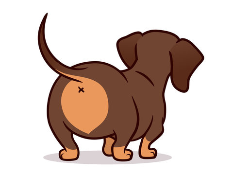 Cute dachshund dog vector cartoon illustration isolated on white. Simple  drawing of chocolate and tan wiener sausage puppy, rear view. Funny doxie butt, dog lovers, pets, animals theme.