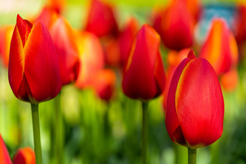 Bright red and yellow tulips in spring