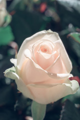 Pale rose macro shot in bright light