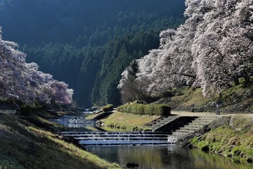 鮎河の千本桜