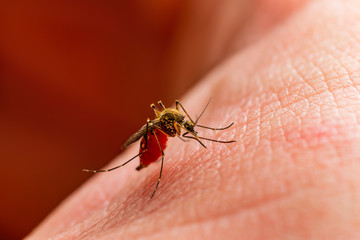 Encephalitis, Yellow Fever, Malaria Disease or Zika Virus Infected Culex Mosquito Parasite Insect Macro on Red Background