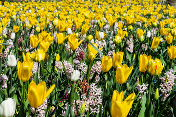 Mixed bed of tulips and hyacinths in spring