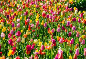Mixed colored tulip field in spring