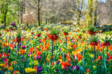Colorful field of tulips and kaiser's crowns