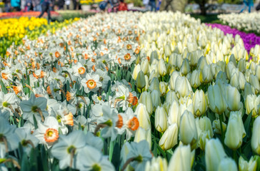 Bed of daffodils and tulips