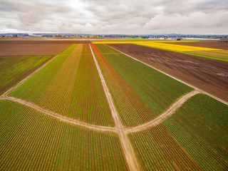 Aerial View of the Colorful Tulip Fields of Skagit Valley, Washington. A sure sign of spring is the emergence of the tulips during the Skagit Valley Tulip Festival in early April. 