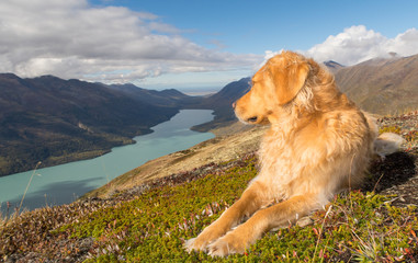 Barley, Bold Point 916