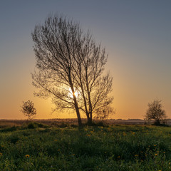 Fototapeta na wymiar Tree with sunset view
