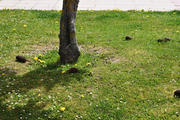 Parques verdes de una ciudad