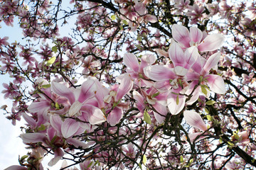 Blick von unten in einen blühenden Magnolienbaum