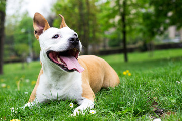 Friendly Dog having a big smile