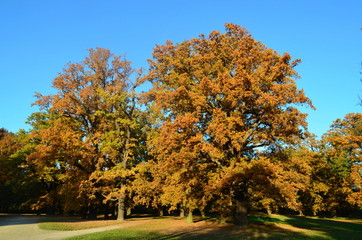 Bäume im Park Herbst