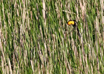 Curved Neck Yellow Headed Blackbird
