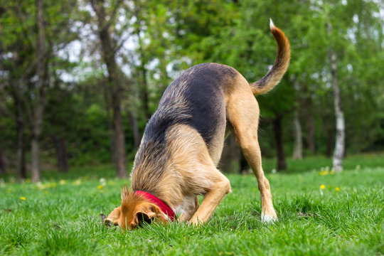Dog dig a hole