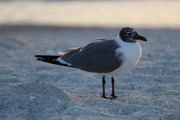 seagull on the beach