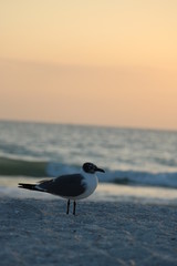 seagull on the beach