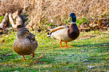 A female duck stands on the meadow with a male in the background