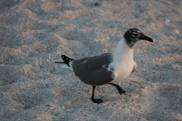 bird on the beach