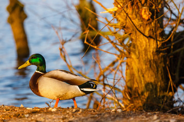 A male duck stands on the edge of the lake