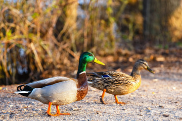 Naklejka na ściany i meble A pair of ducks, male and female, are standing on the shore of the lake