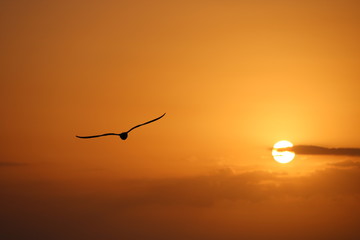 birds in the sunset