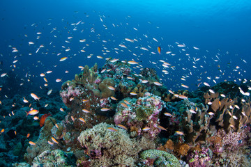 Vibrant corals and fish thrive on a current-swept coral reef in the Republic of Palau. 