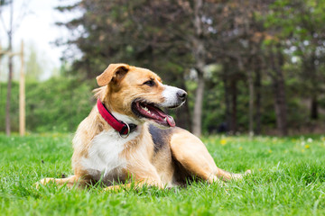 Portrait of cute mixed breed dog 