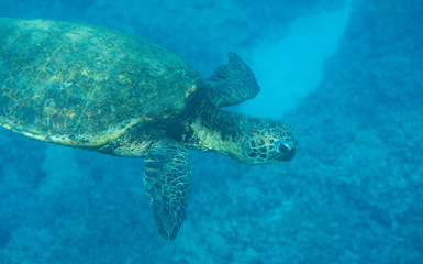 Green Sea Turtle; Chelonia mydas