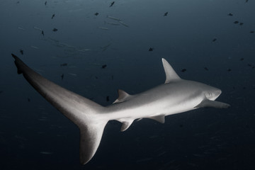 A Grey reef shark, Carcharhinus amblyrhynchos, swims in Palau.