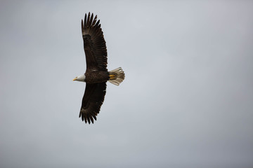 Bald eagle in British Columbia
