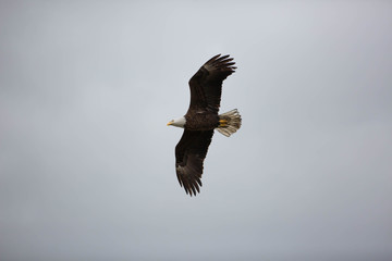 Bald eagle in British Columbia