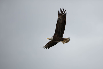 Bald eagle in British Columbia