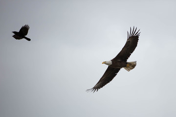 Fototapeta premium Bald eagle in British Columbia