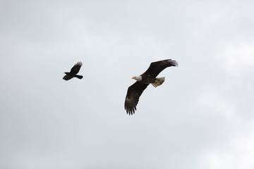 Bald eagle in British Columbia