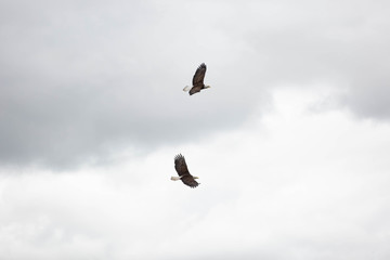 Bald eagle in British Columbia