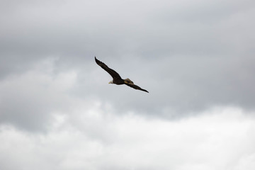 Fototapeta na wymiar Bald eagle in British Columbia
