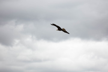 Bald eagle in British Columbia