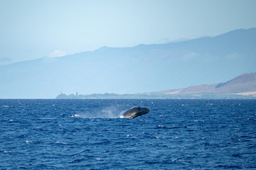 Fototapeta premium Breaching Baby Humpback Whale outside of Lahaina, Maui