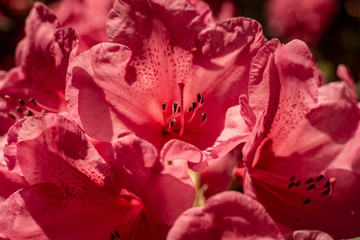Rhododendron IV